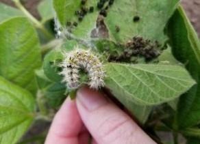 Seeing Thistle Caterpillars In Soybean